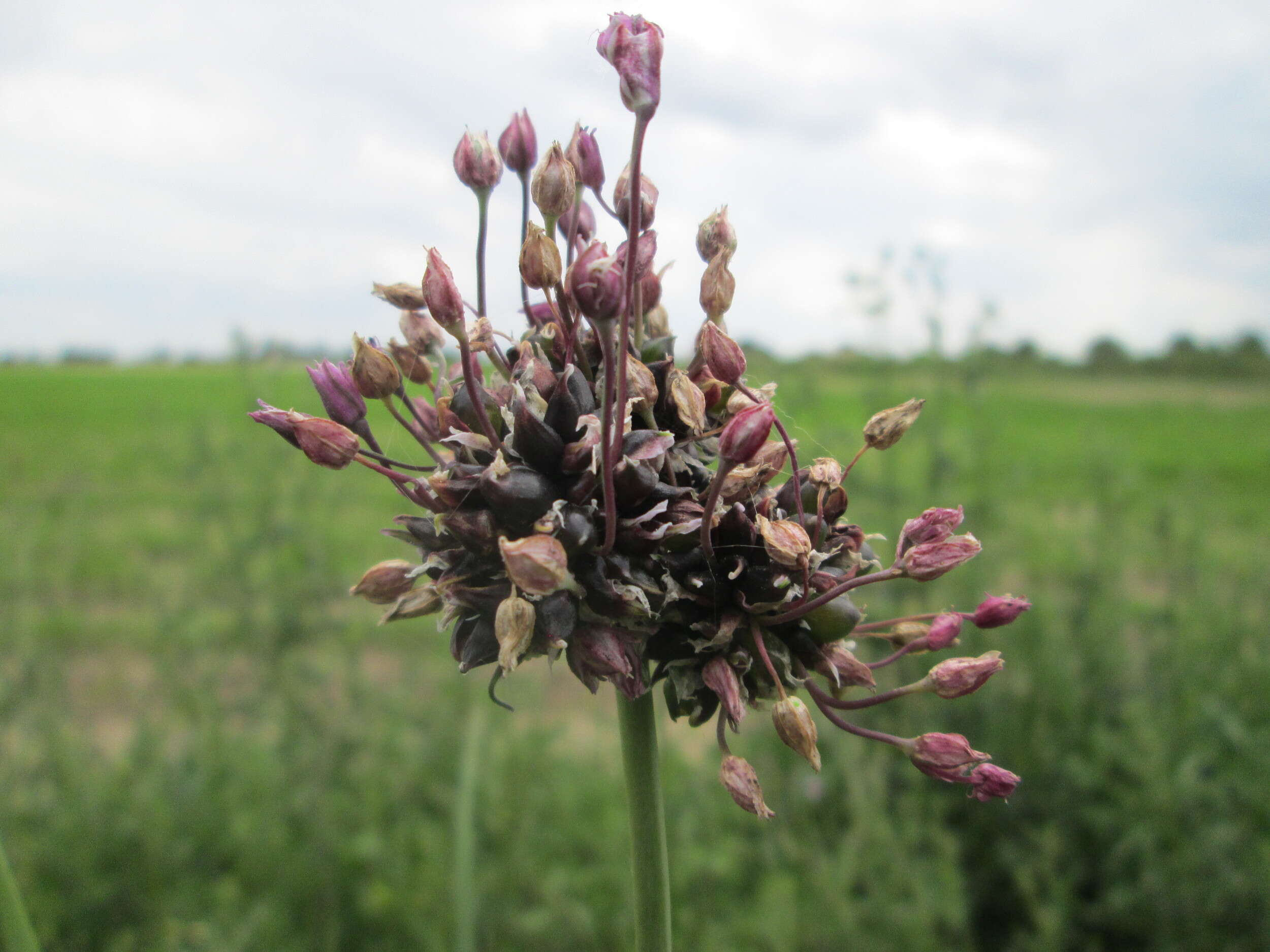 Allium scorodoprasum L.的圖片