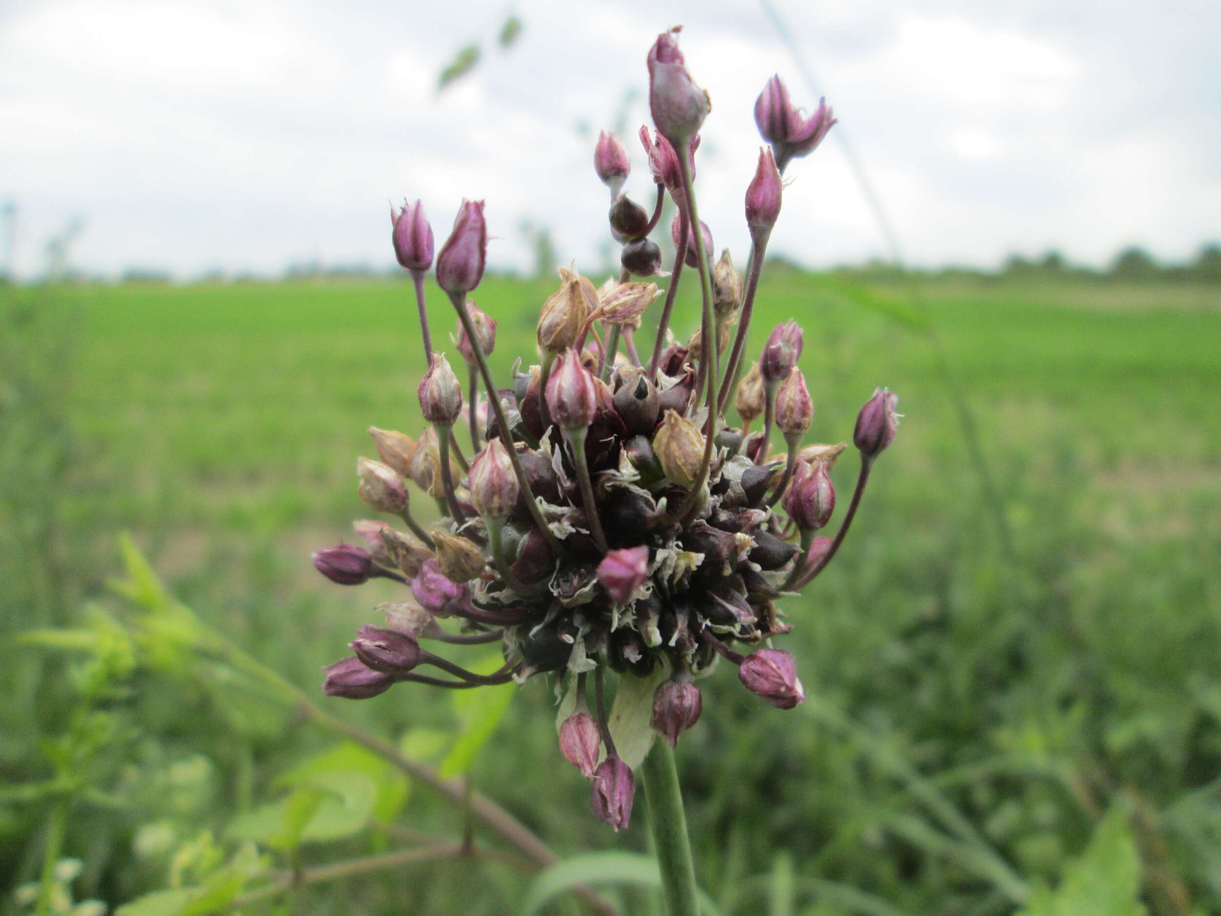 Allium scorodoprasum L.的圖片