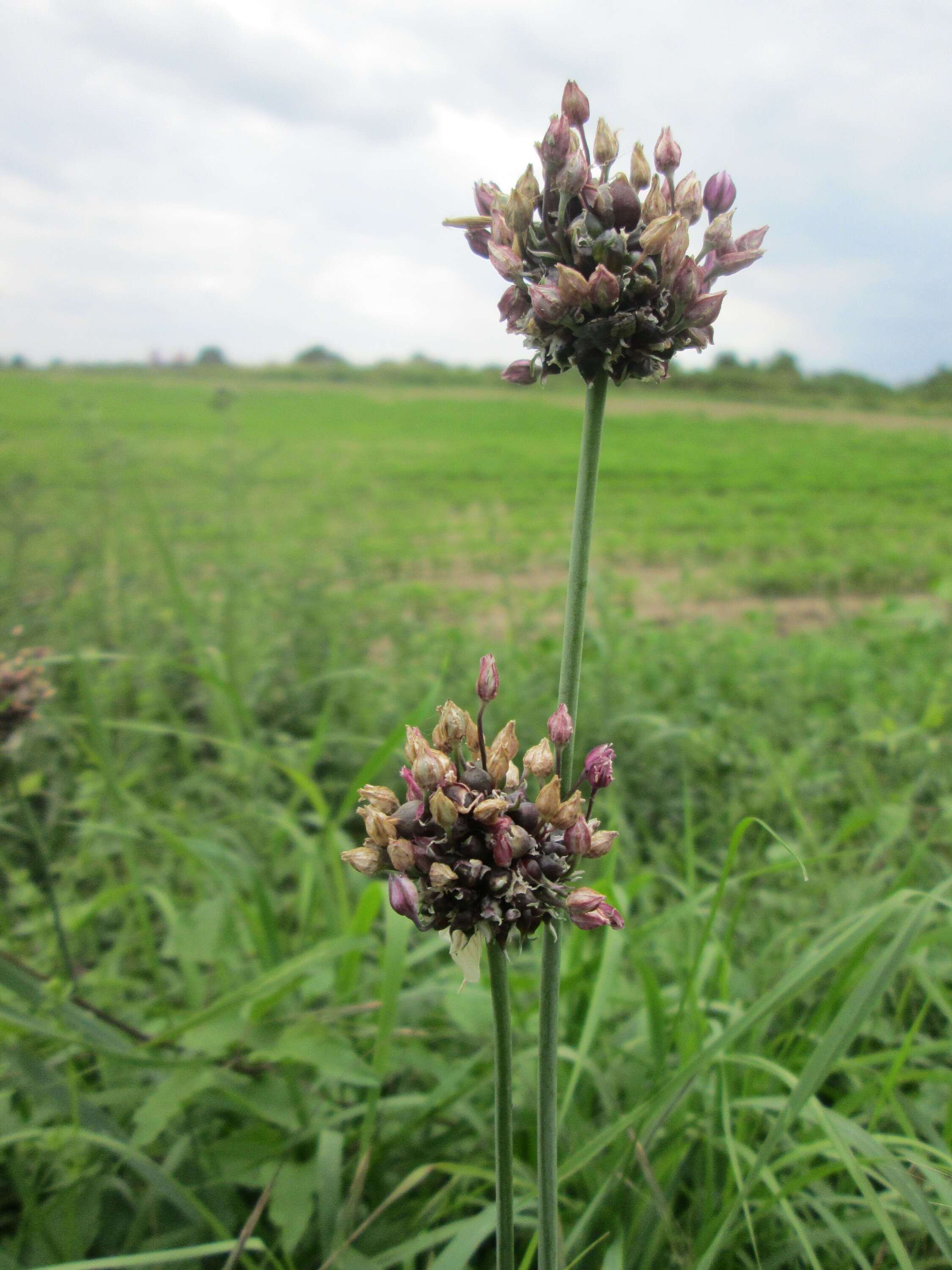 Allium scorodoprasum L.的圖片