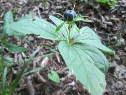 Image of herb Paris