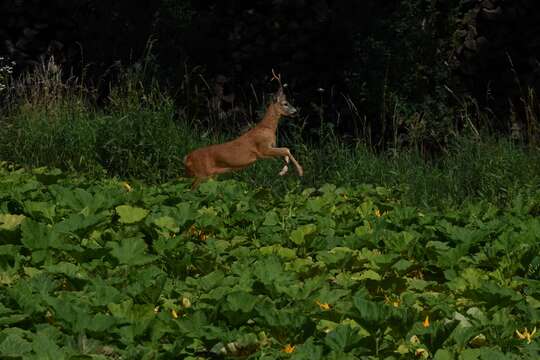 Image of Roe Deer