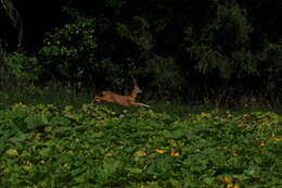 Image of Roe Deer