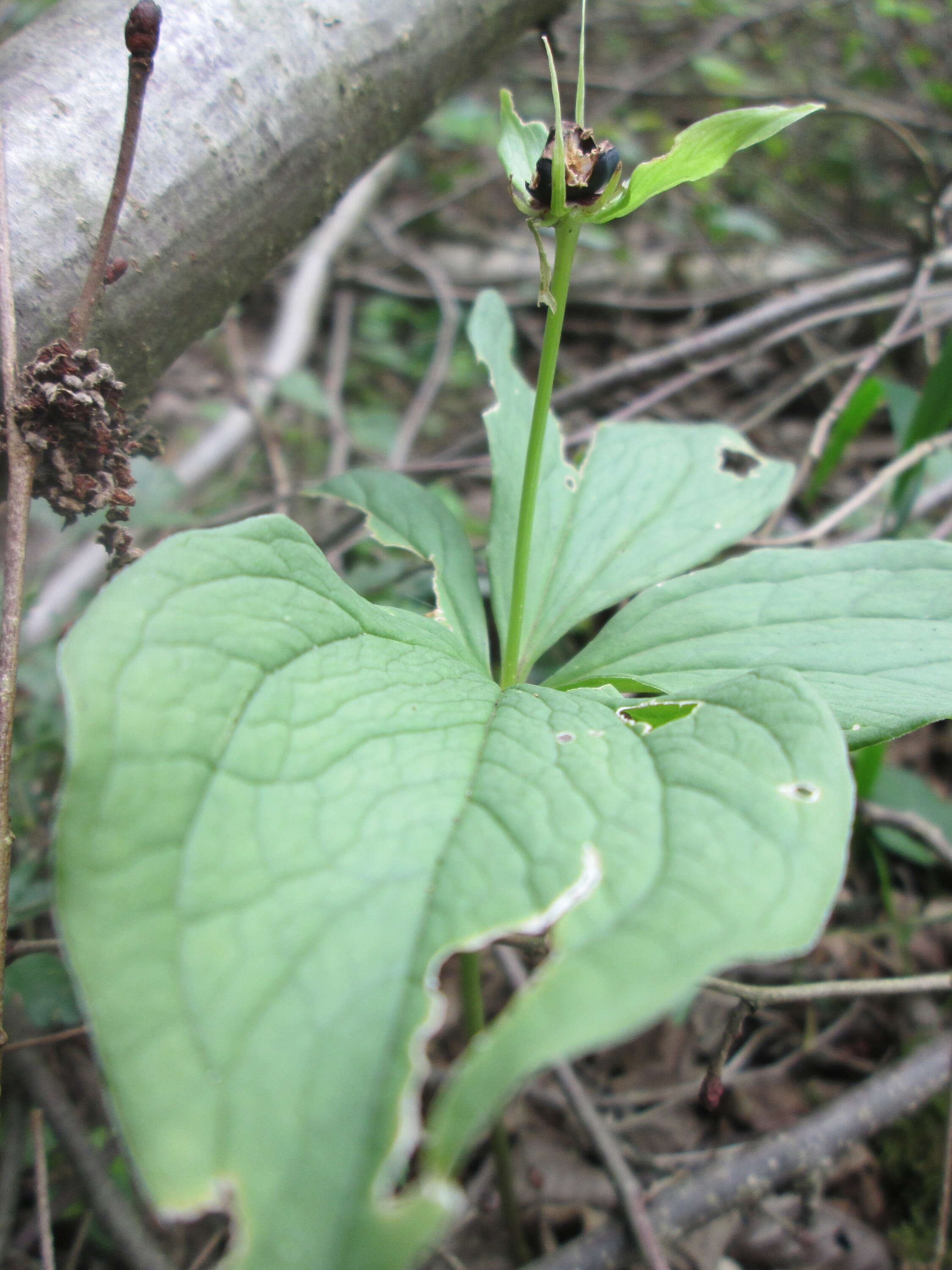 Image of herb Paris