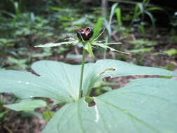 Image of herb Paris