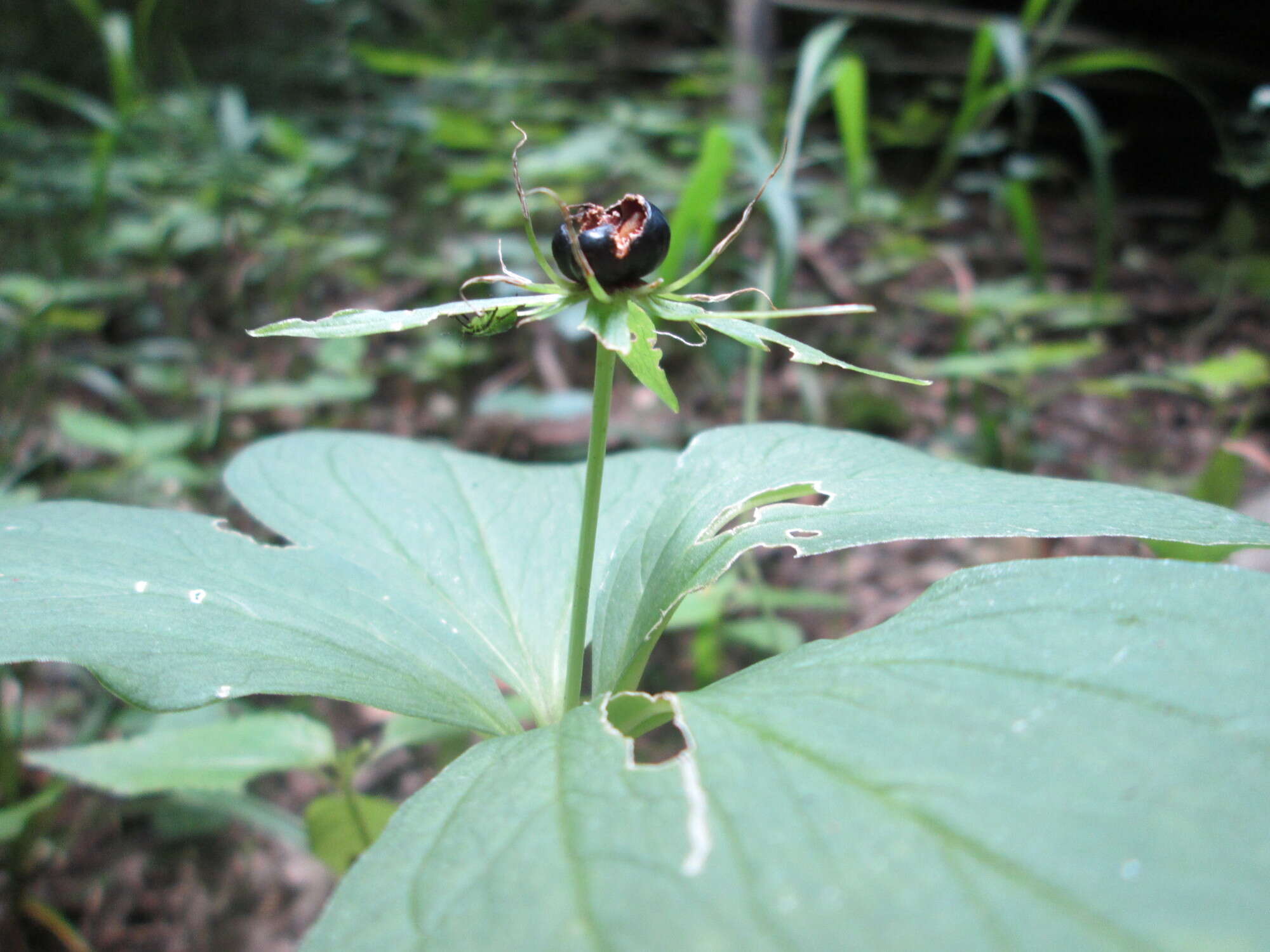 Image of herb Paris