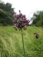 Allium scorodoprasum L.的圖片