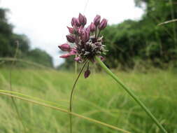 Allium scorodoprasum L.的圖片