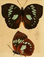 Sivun Godardia madagascariensis Lucas 1842 kuva