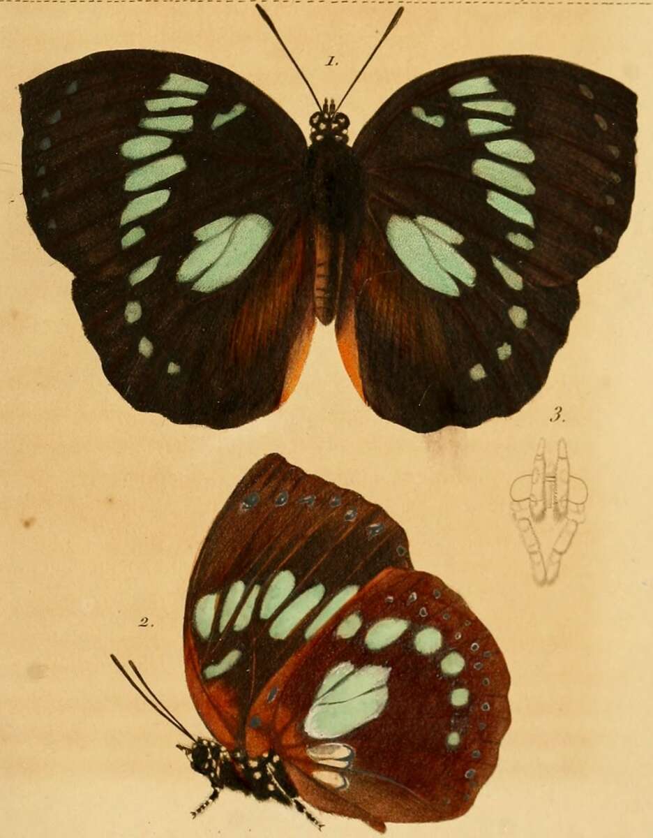 Imagem de Godardia madagascariensis Lucas 1842