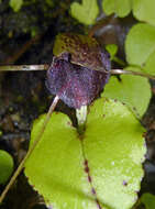 Image of Big red spider orchid