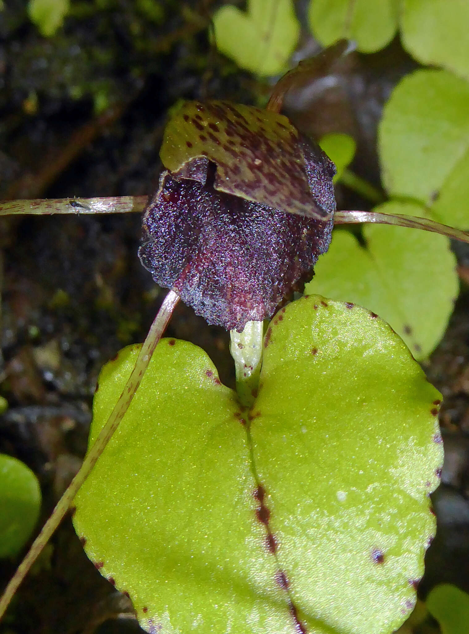 Image de Corybas iridescens Irwin & Molloy