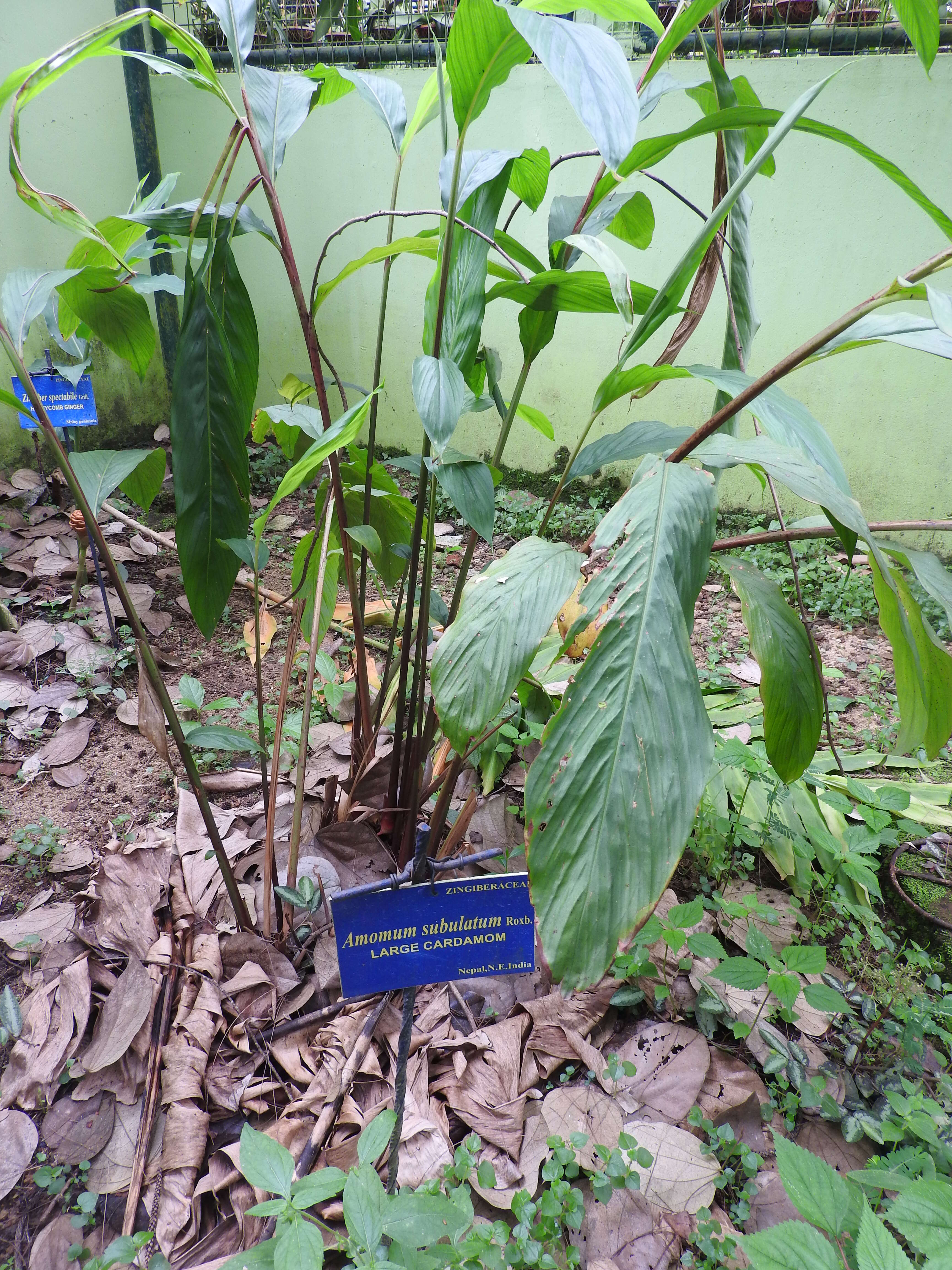 Image of cardamom