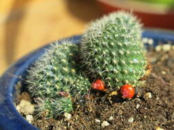 Image of Rebutia minuscula K. Schum.