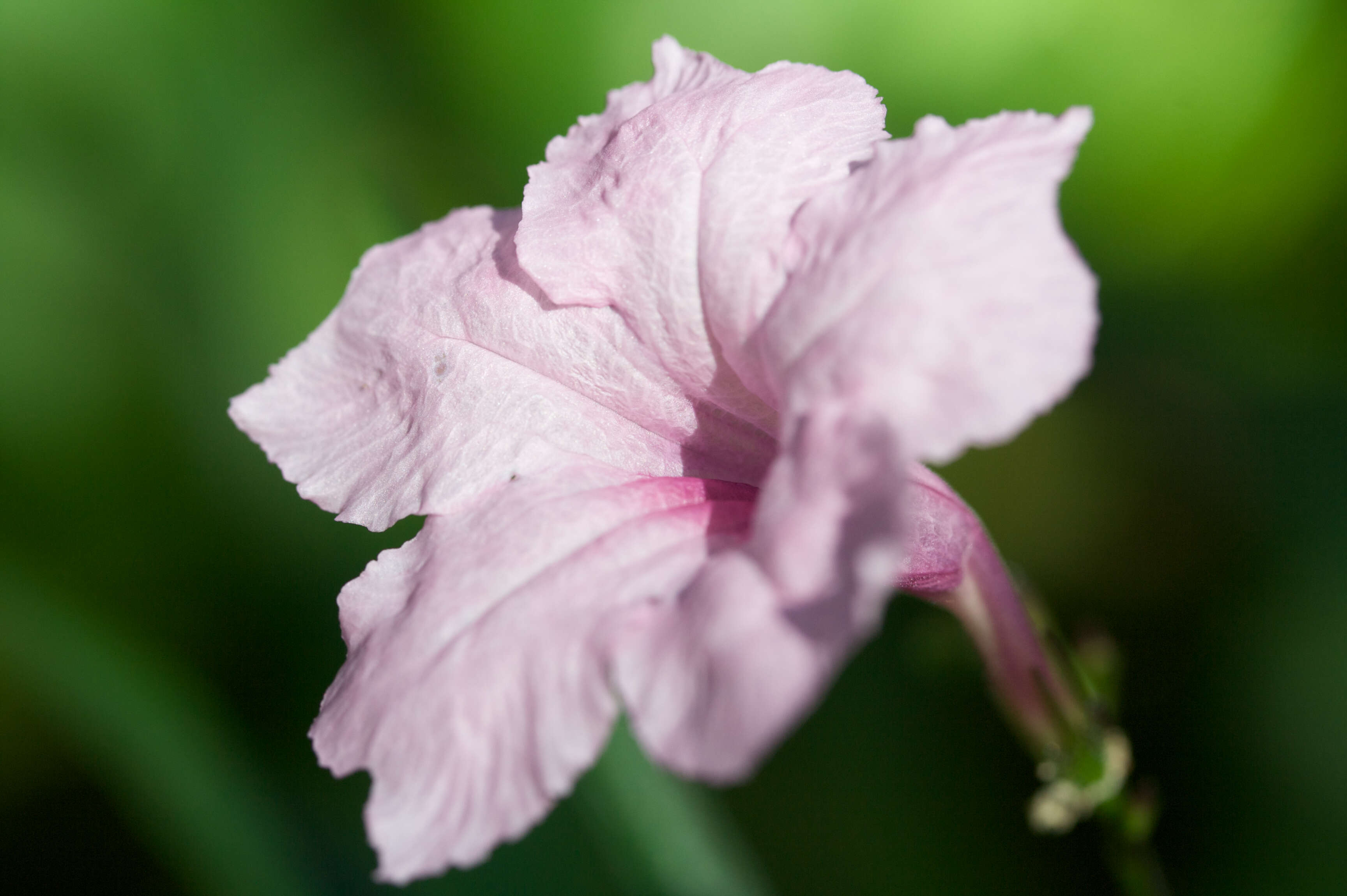 Image de Ruellia simplex Wright