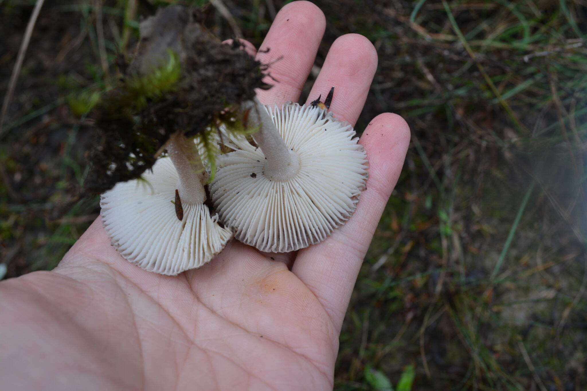 Image of Amanita nehuta G. S. Ridl. 1991