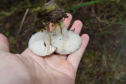 Image of Amanita nehuta G. S. Ridl. 1991