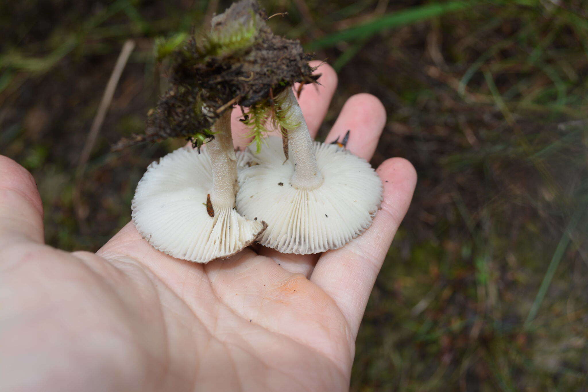 Image of Amanita nehuta G. S. Ridl. 1991