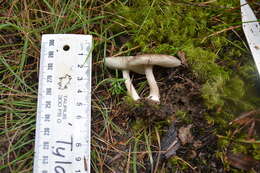 Image of Amanita nehuta G. S. Ridl. 1991