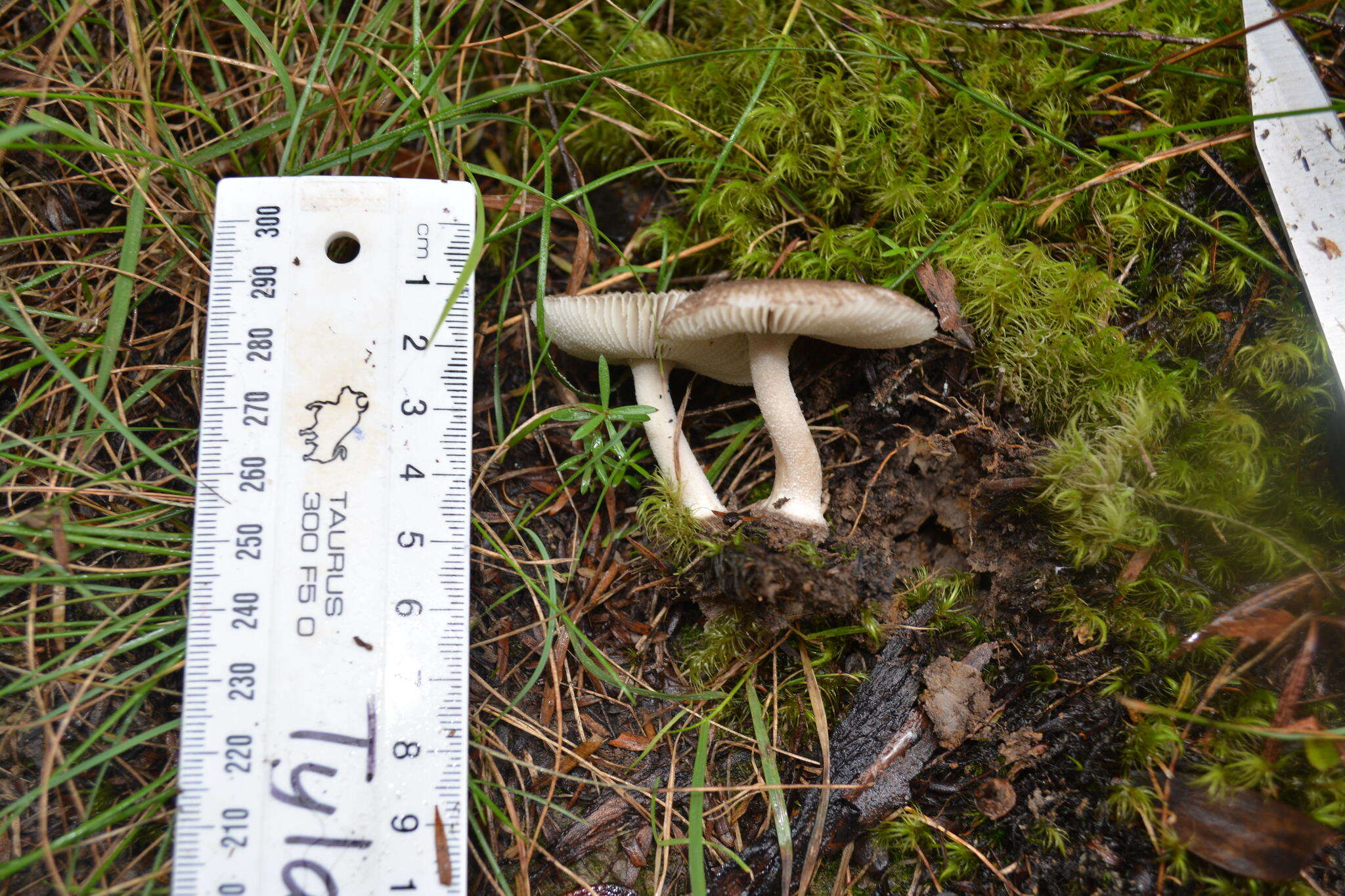 Image of Amanita nehuta G. S. Ridl. 1991