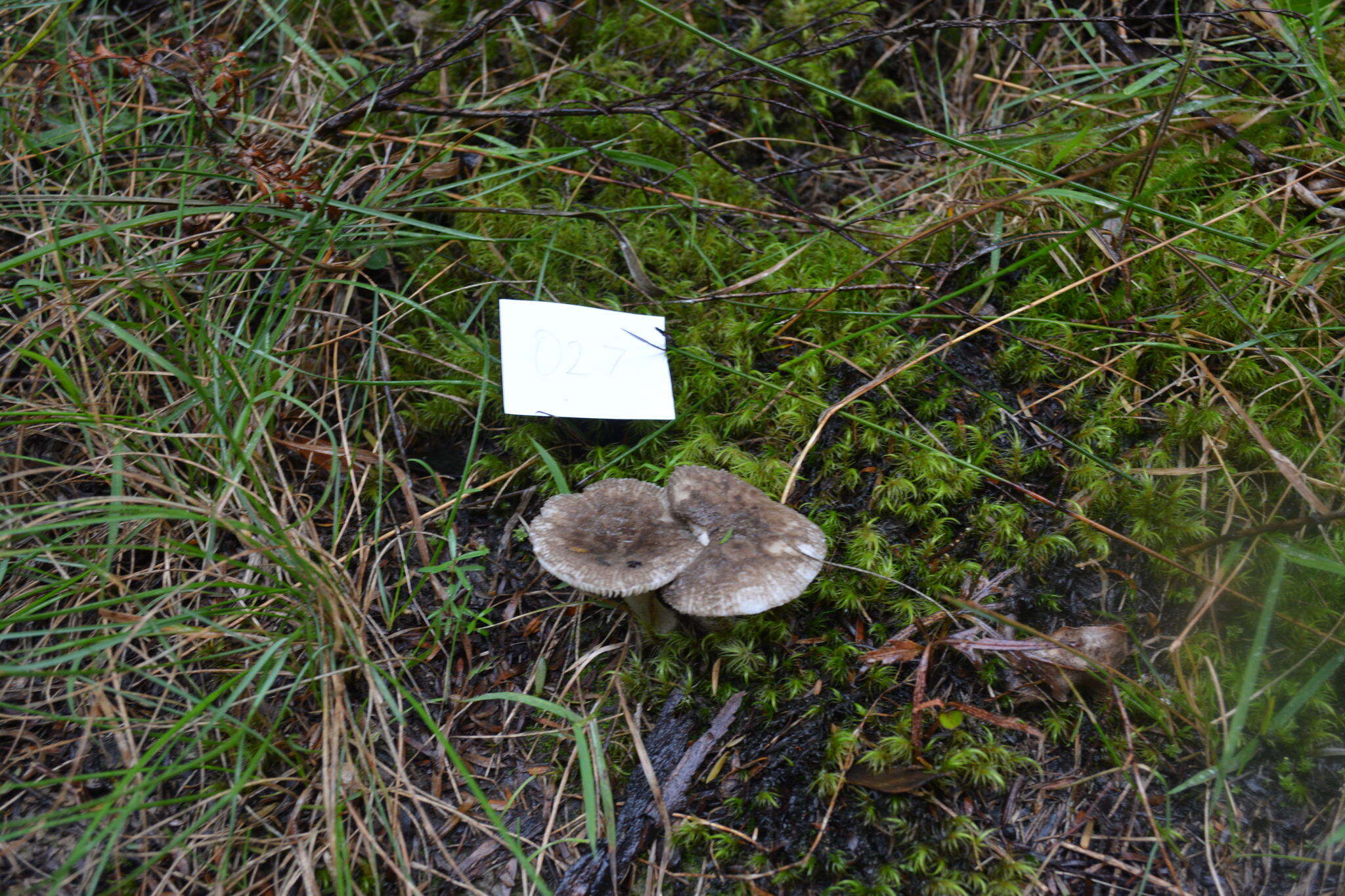 Image of Amanita nehuta G. S. Ridl. 1991