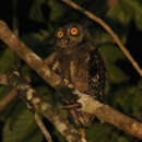 Image of Biak Scops Owl