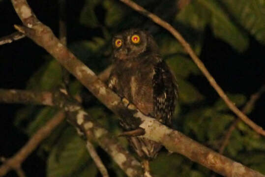 Image of Biak Scops Owl