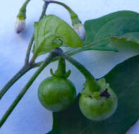 Image of Green berry nightshade