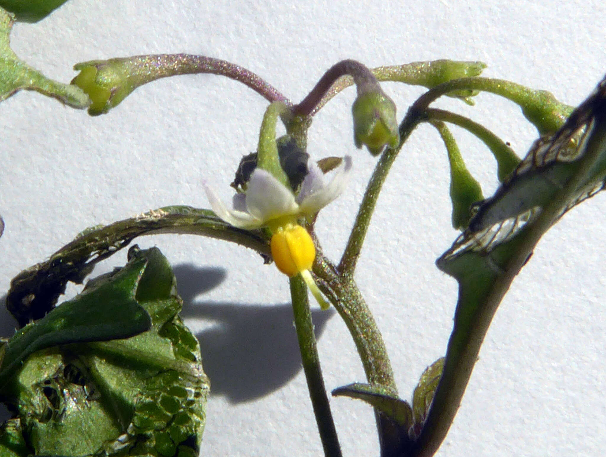 Image of Green berry nightshade