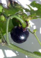 Image of Green berry nightshade