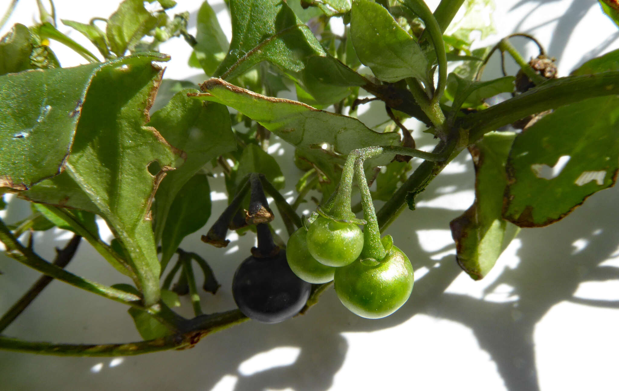 Image of Green berry nightshade