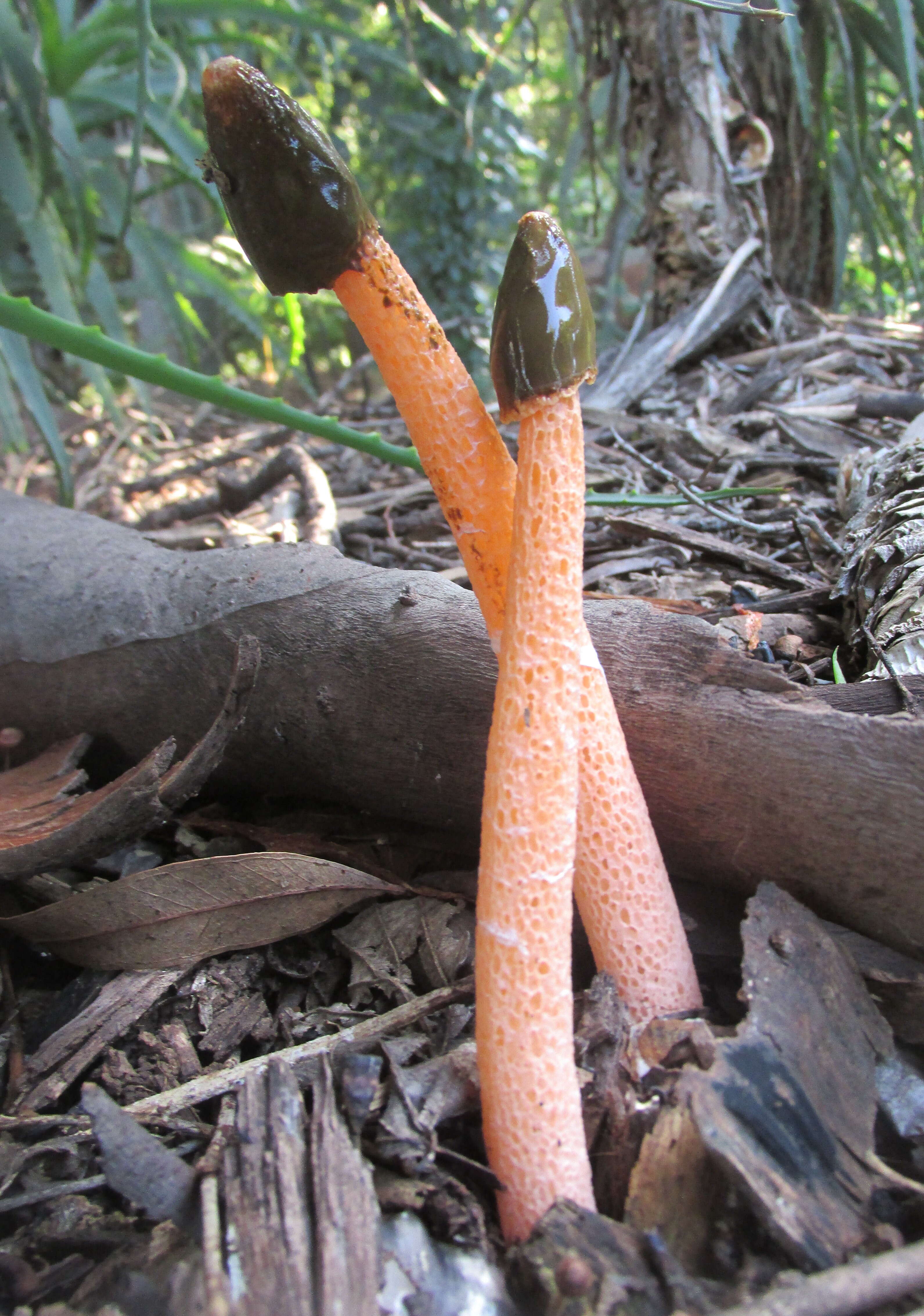 Image of Phallus rubicundus (Bosc) Fr. 1823