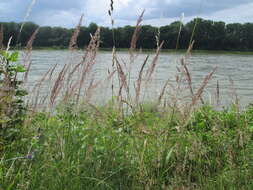 Imagem de Calamagrostis epigejos (L.) Roth