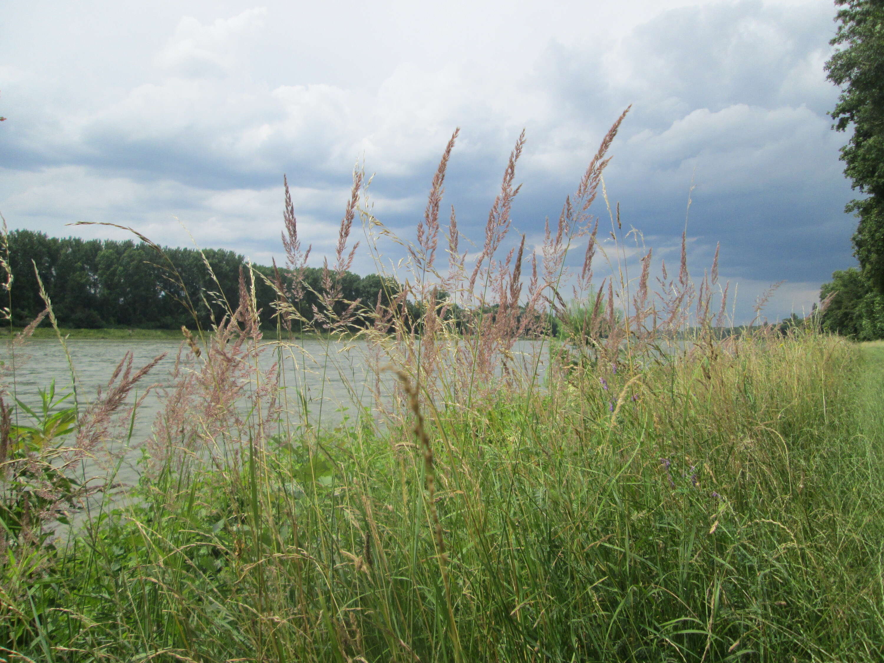 Imagem de Calamagrostis epigejos (L.) Roth