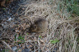 Image of Brown Rat