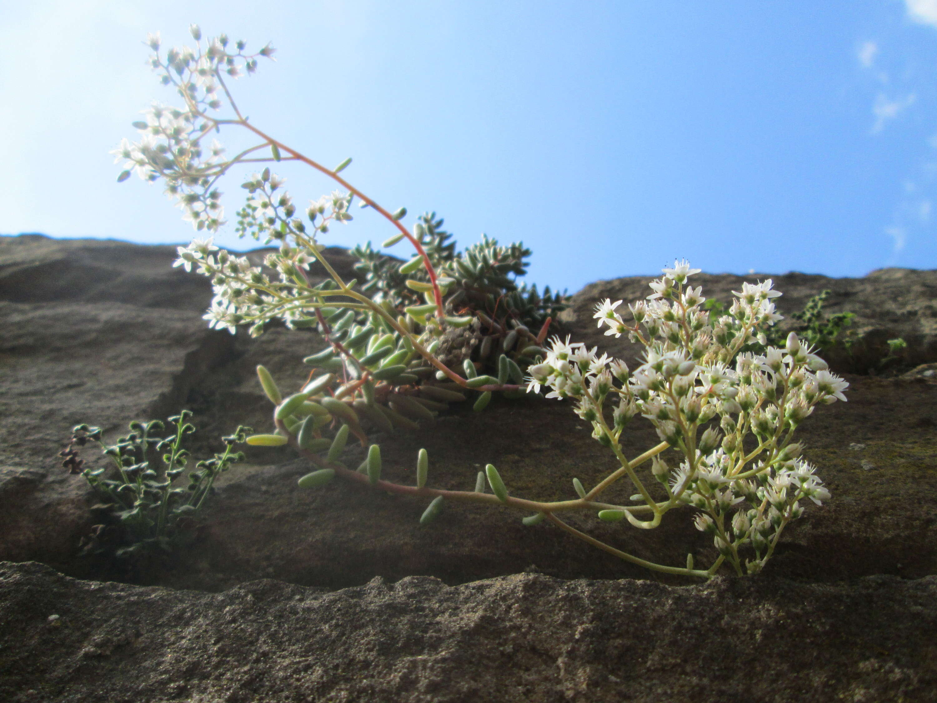 Image of White Stonecrop