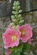 Image of hollyhock