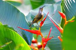 Image of Naked-faced Spiderhunter