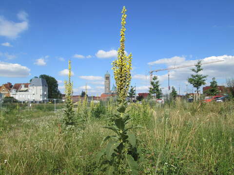 Image of Great Mullein