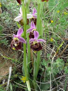 Image of late spider-orchid