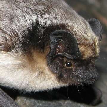 Image of parti-coloured bat, parti-coloured bat