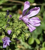 Image of high mallow