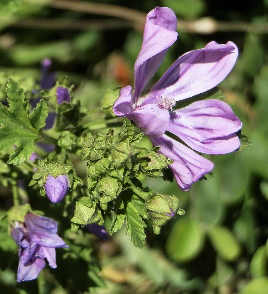 Image of high mallow