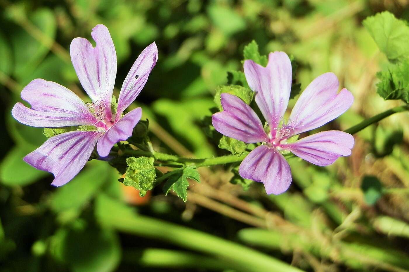 Image of high mallow