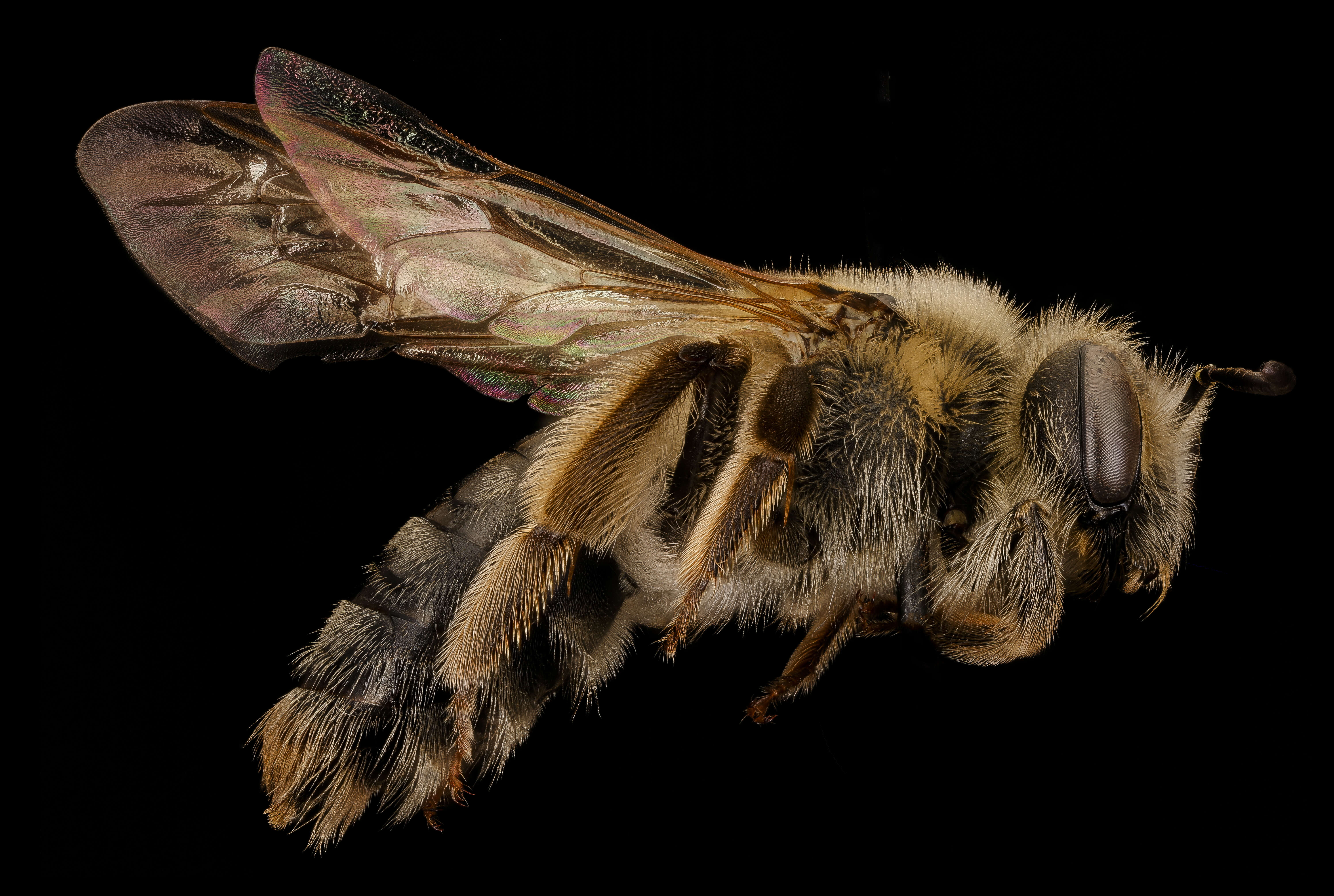 Image of Barbara's Andrena