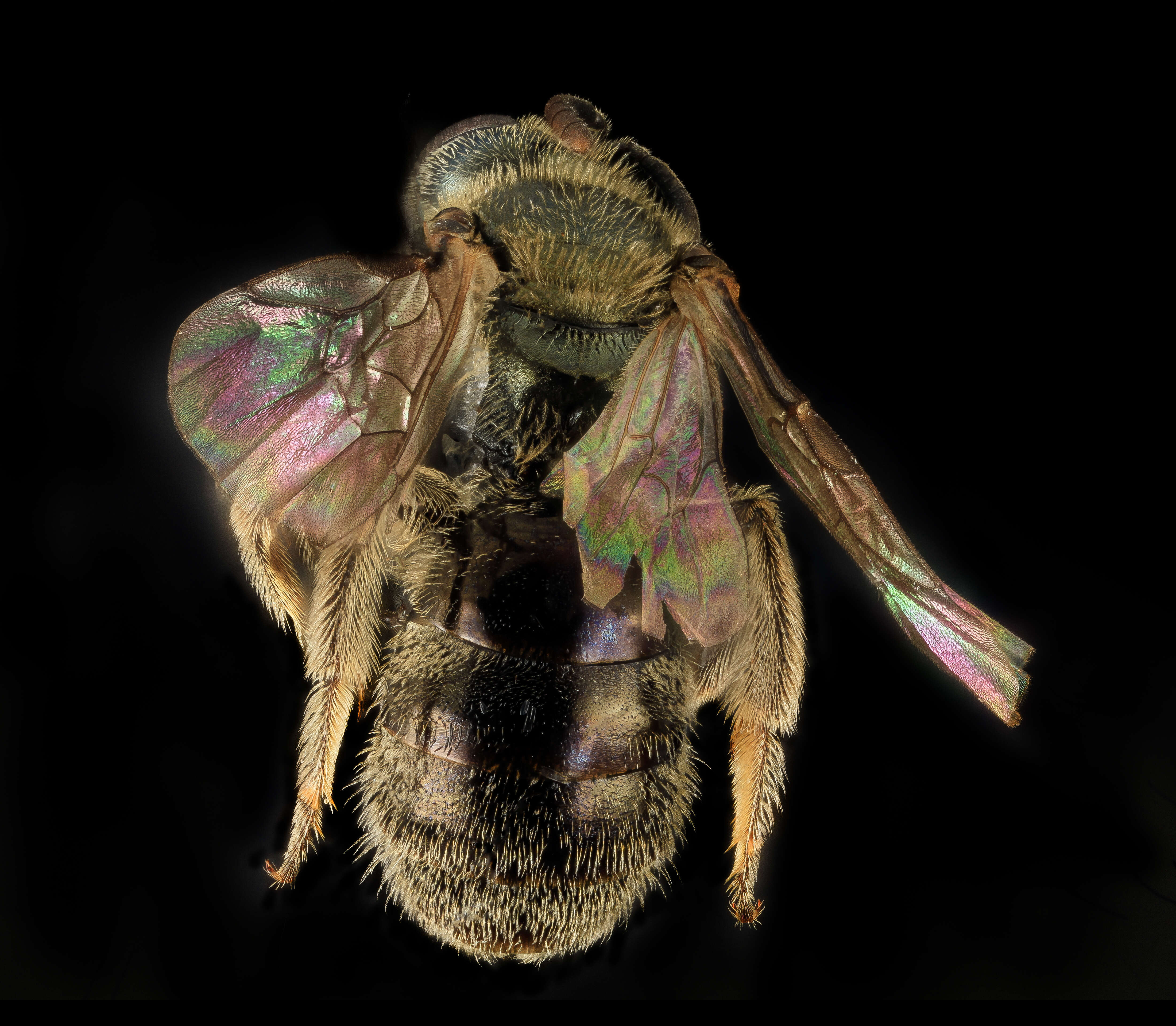 Image of sweat bees