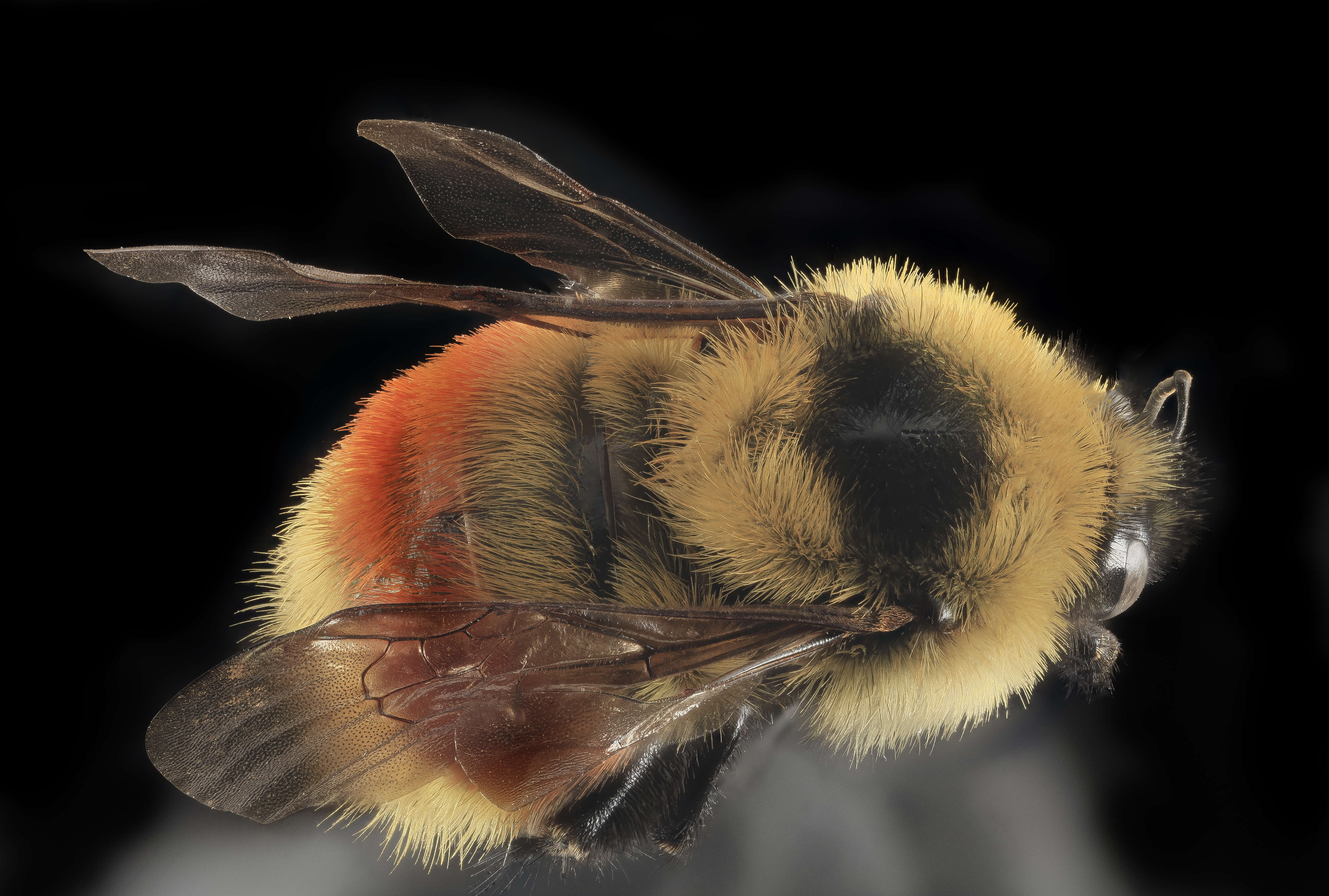 Image of Red-belted Bumble Bee