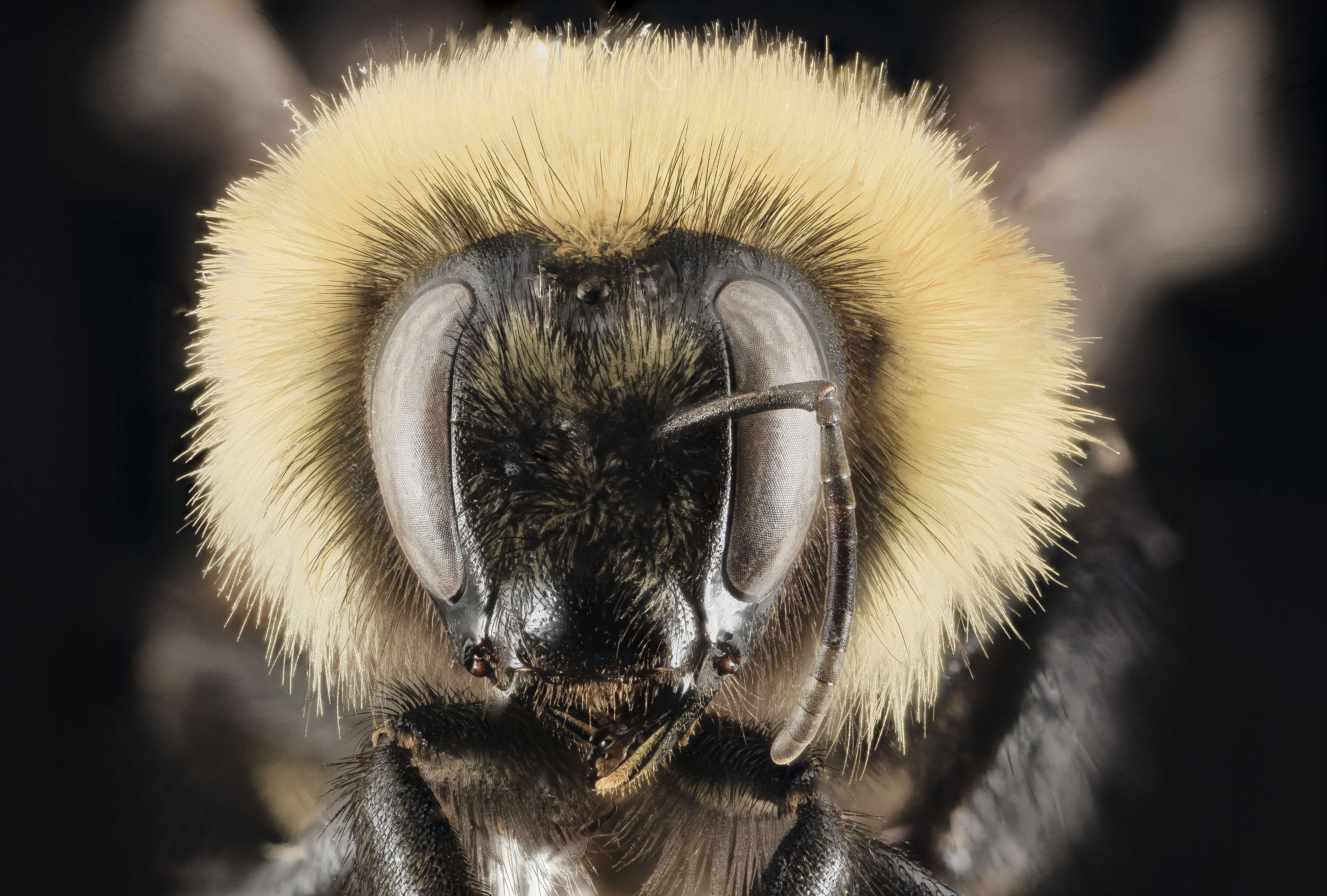 Image of Red-belted Bumble Bee