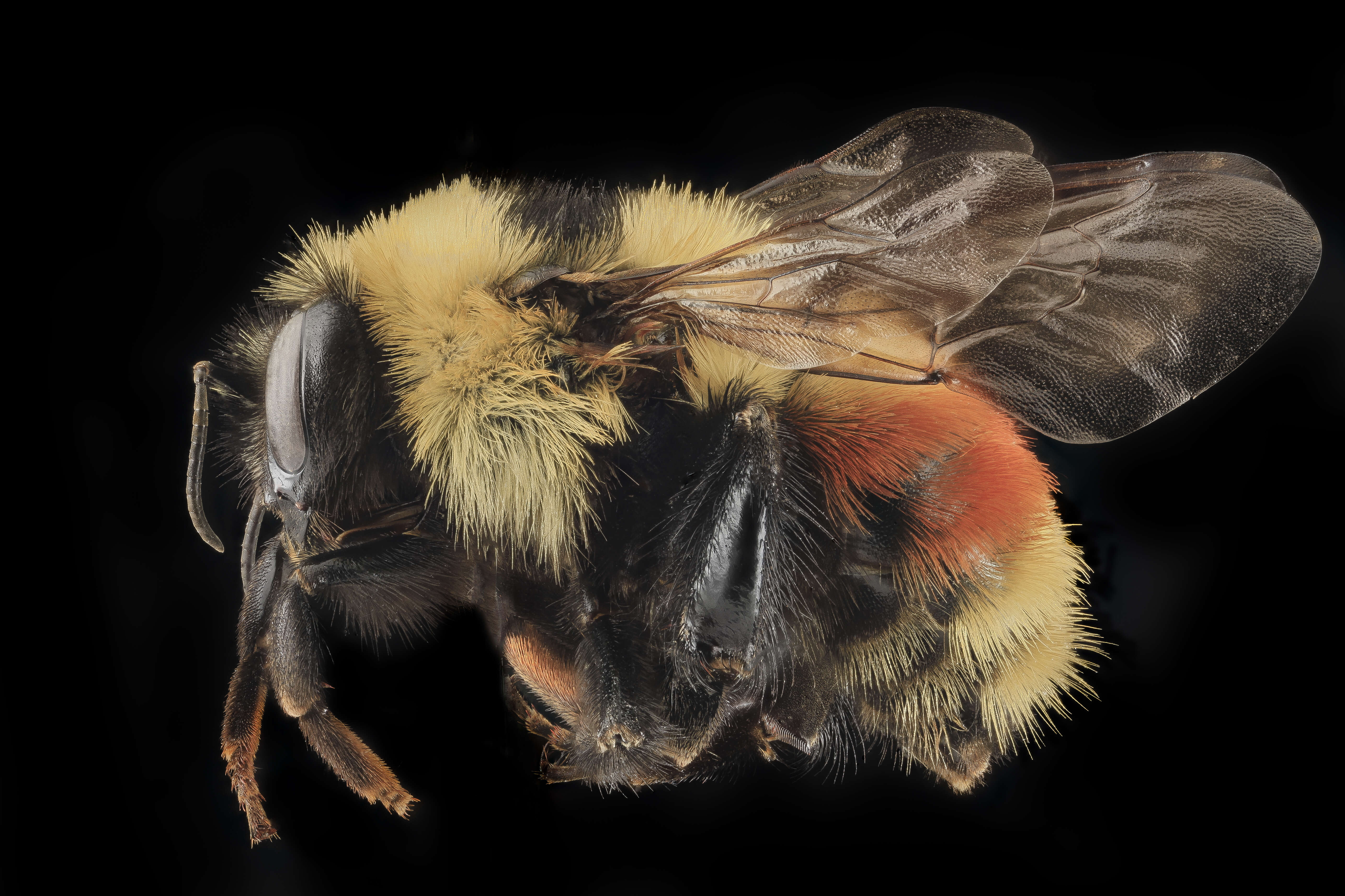 Image of Red-belted Bumble Bee