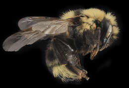 Image de Bombus insularis (Smith 1861)