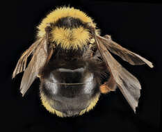 Image de Bombus insularis (Smith 1861)